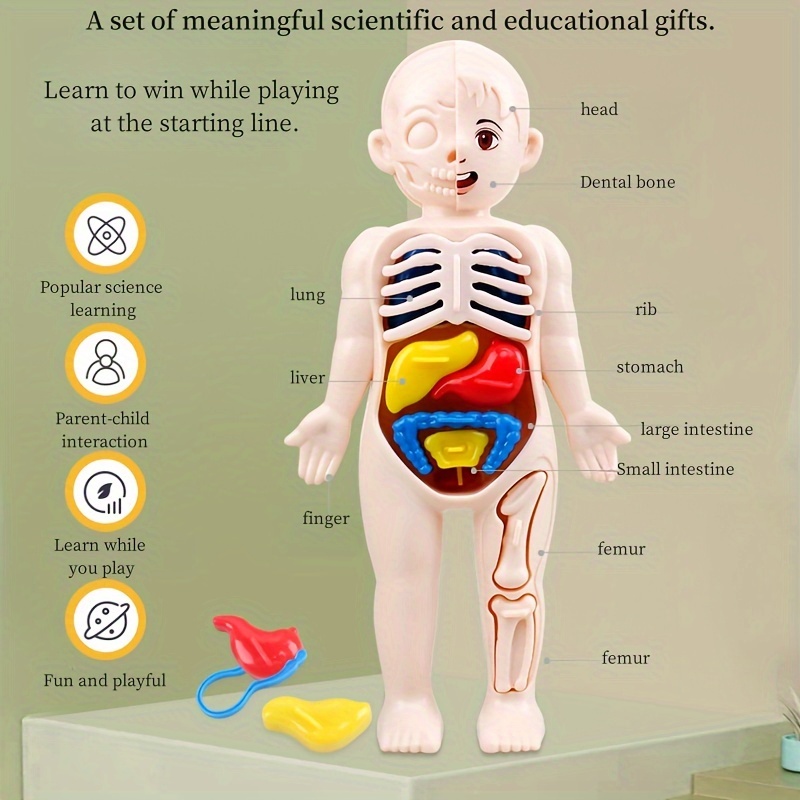 14pcs Body Organ Structure Models, Children's Early Education Toys, Science And Education Cognitive Toys, Body Organ Structure Models, DIY Assembled STEAM Medical Toys, Small Gifts For Boys And Girls