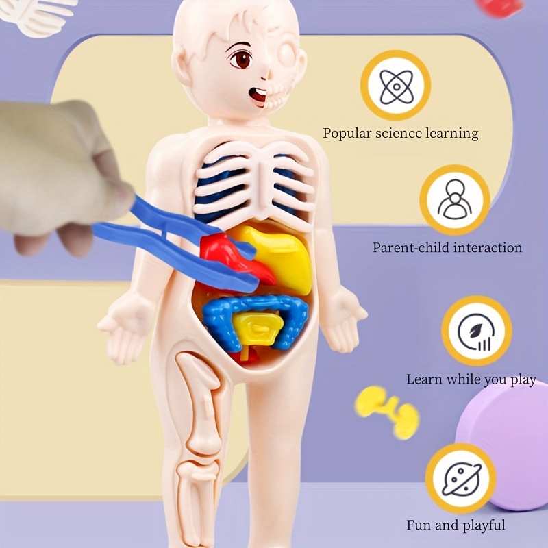 14pcs Body Organ Structure Models, Children's Early Education Toys, Science And Education Cognitive Toys, Body Organ Structure Models, DIY Assembled STEAM Medical Toys, Small Gifts For Boys And Girls